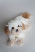 4a85c84b1173ef2a32c12732de8e5ced--havanese-dogs-animal-crackers.jpg