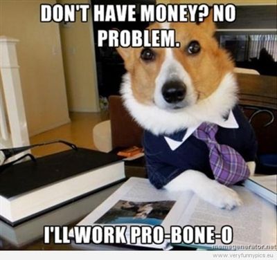 funny-picture-dog-working-pro-bone-o-540x507.jpg