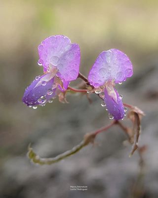 macro-photography-droplets-luci-rodriguez-18.jpg