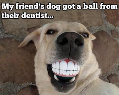 giantgag.com-funny-my-friend-s-dog-got-a-ball-from-their-dentist-01.jpg