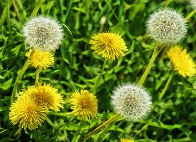 dandelions-66719_1280.jpg