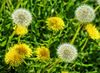 dandelions-66719_1280.jpg