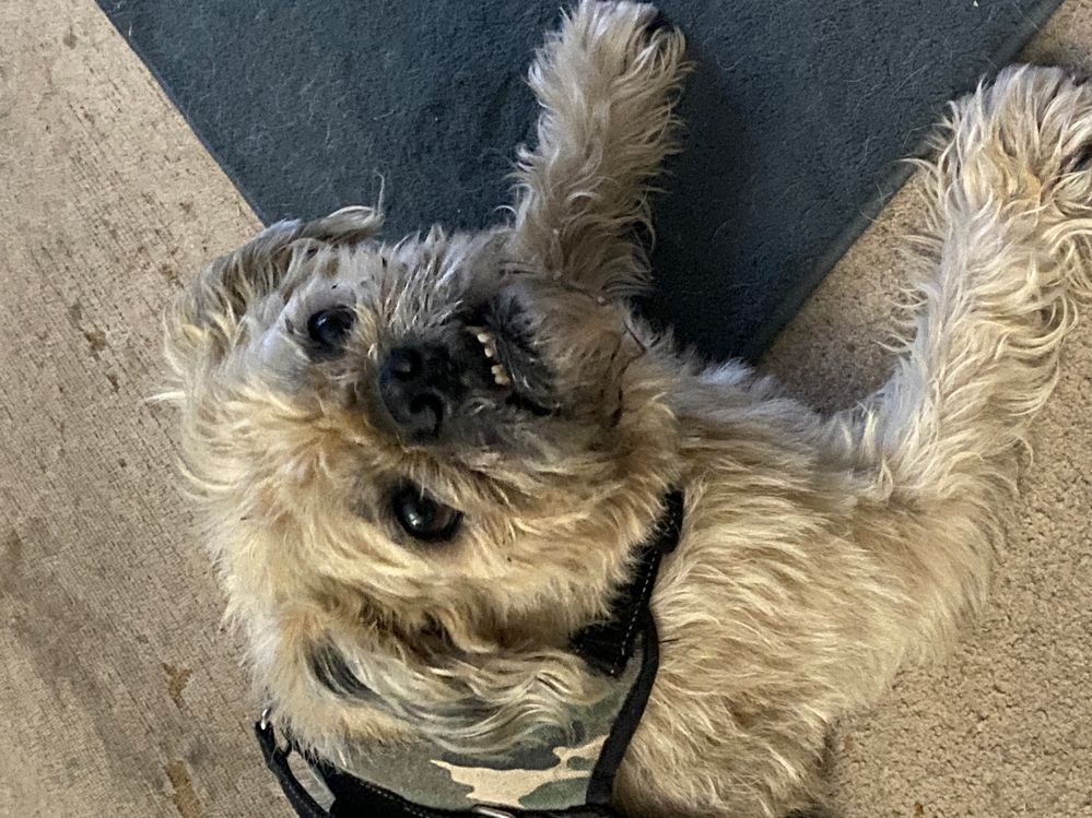 Gordon is a pug / poodle cross.  Here, he needs a haircut!