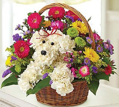 Dog-in-a-basket-flowers1.jpg