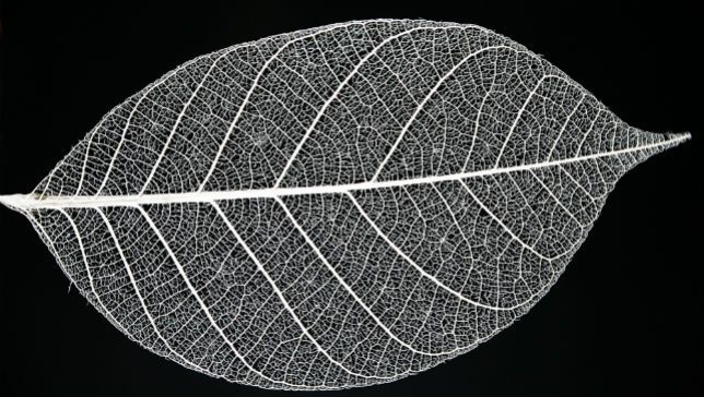 leaf-skeleton.jpg.653x0_q80_crop-smart.jpg