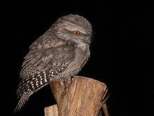 220px-Tawny_frogmouth_wholebody444.jpg