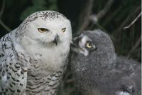 baby owl and advisor.jpg