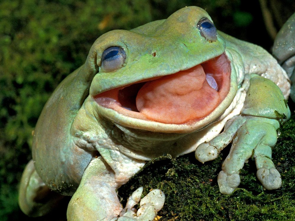 frog 1.jpg