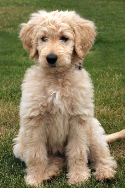 golden-doodle3.jpg