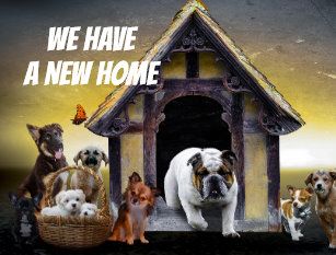 funny_big_dog_family_change_address_announcement_postcard-rc1cba38e231d4e4cbef8d88e5b50d135_b8ubx_307.jpg