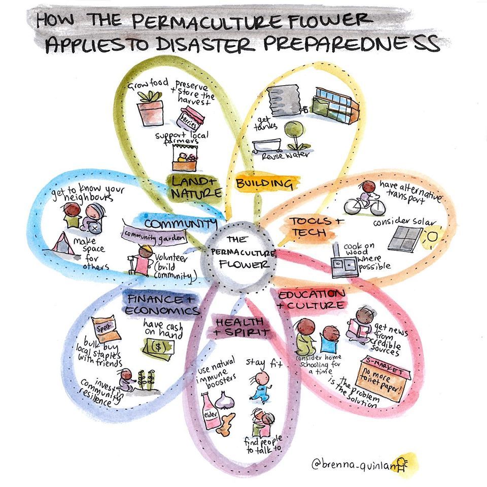 permaculture flower.jpg