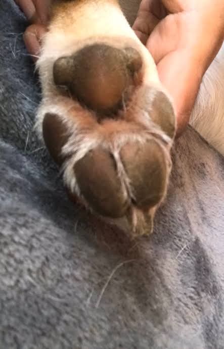 Can you see the baby koala in this dog paw?