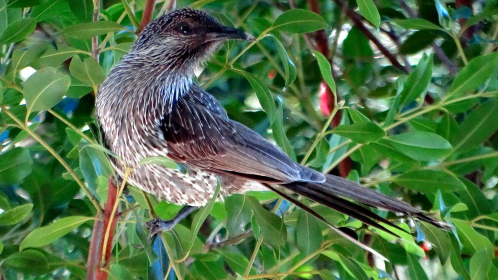 Speckled bird