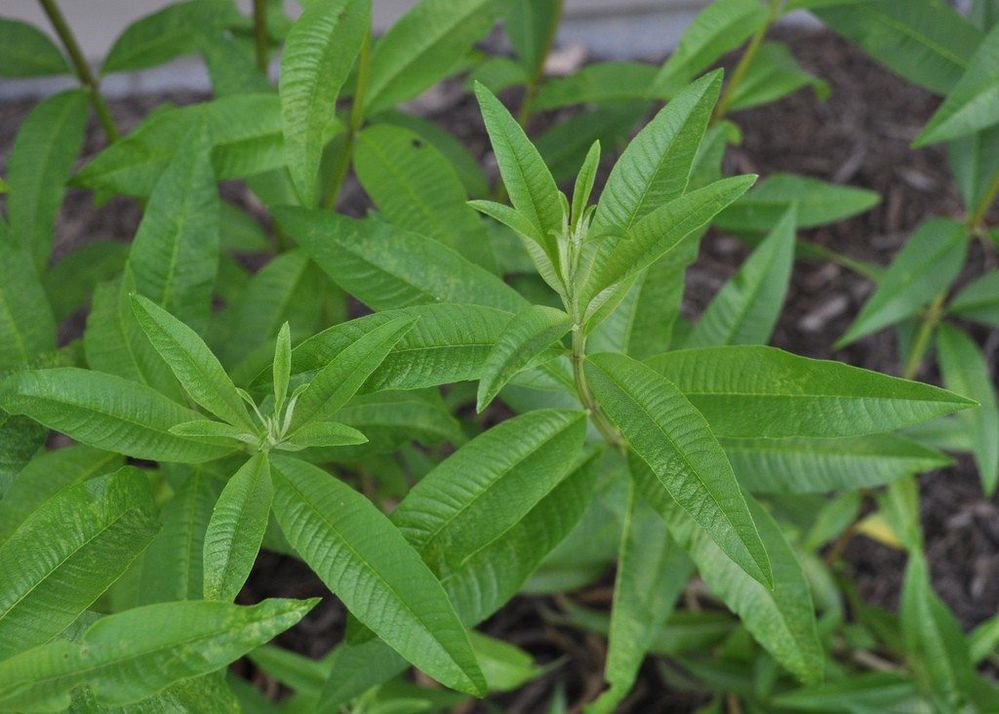 lemon-verbena1.jpg