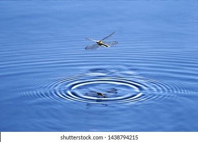 dragonfly-flies-over-water-on-260nw-1438794215