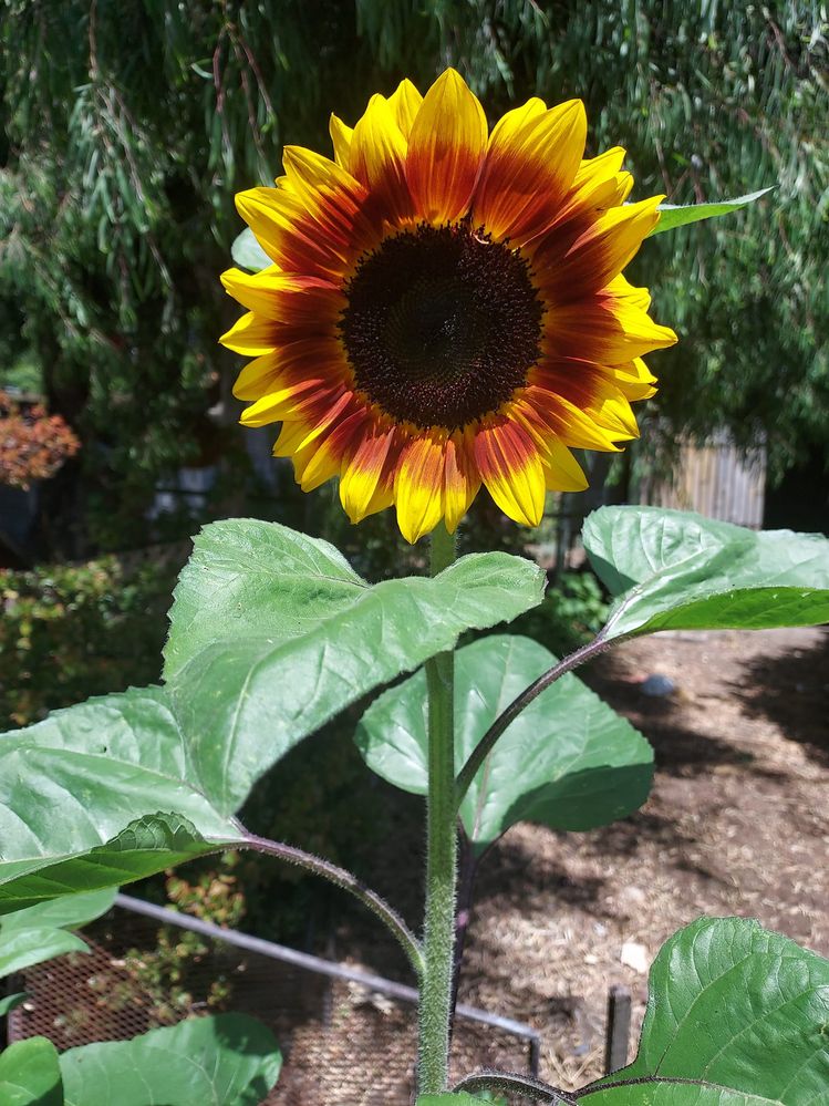 Sunflower1.jpg