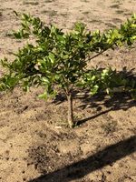 Albert the Lime Tree (existing)